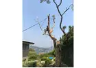 Tree Trimming Epping - Arborists NSW