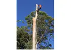 Tree Removal Turramurra - North Shore Tree Loppers