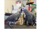 Healthy & Well-Socialized African Grey Parrots for Sale