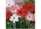 Premium Flower Bulbs for Stunning Blooms | SeedsNPots India