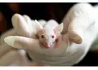 Professional Rodent Control Services for Melbourne Properties