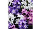 Winter Flower Bulbs Online India | Premium SeedsNPots Store