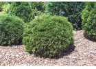 Buy Techny Arborvitae Trees | Planting & Warranty