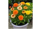 Summer Flowering Bulbs for Vibrant Gardens | SeedsNPots