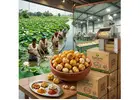 Premium Roasted Makhana Manufacturer in Bihar for Bulk Supply