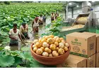 Leading Flavored Makhana Wholerseller in Bihar for Businesses