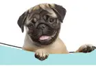 Affordable Los Angeles Pet Sitter – West Coast Paws