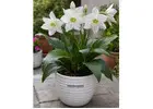 Summer Flower Bulbs in India for Seasonal Blooms | SeedsNPots