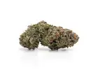 Master Kush AAA Flower – Fresh & Potent