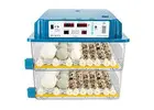 Parrot egg and incubator