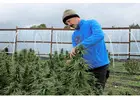 Cultivated with care. Supplied with confidence top quality cannabis.