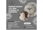 Best Ragdoll Cat in Bangalore