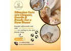 Siberian Cat for Sale in Bangalore