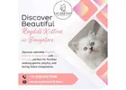 Ragdoll Cat in Bangalore