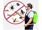 Affordable Pest Control Jaipur Solutions with Fast Response