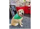 Artificial Preservative Free Dog Treats