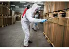 Why Trust Experts for Wasp Nest Removal Bristol?