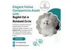 Ragdoll Cat in Richmond Circle
