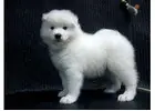 Discover a Caring Samoyed Breeder for Illinois Families Now!
