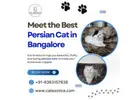 Best Persian Cat in Bangalore