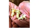 Enjoy Wholesome Organic Pasta in the Coachella Valley