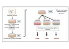 macrophage assay CRO