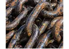 Get Top Dollars for Old Machinery Recycling Adelaide
