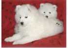 AKC Samoyed Puppies: A Perfect Choice for Illinois Homes