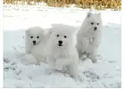 Choose a Happy Samoyed Dog Companion in Illinois Today