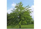 Bald Cypress Tree | Buy Online with Free Delivery & Planting
