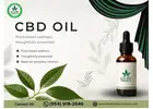 CBD Oil for Everyday Wellness