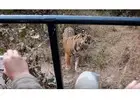 Ranthambore National Park Online Booking Guide for Safari Planning