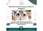 Himalayan Kittens in Bangalore