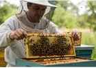 Professional pest control Bristol fast and reliable exterminators