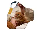 Trusted Dog Sitters in Long Beach CA | westcoastpaws