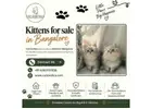 Kittens for sale in Bangalore