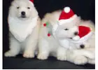 Adorable Samoyed Dogs for Sale in Illinois for You