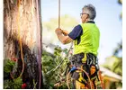 Tree Surgery Adelaide Hills | Protect & Maintain Your Trees