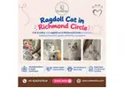 Ragdoll Cat in Richmond Circle