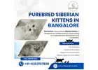 Purebred Siberian kittens in Bangalore