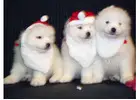 Samoyed Puppies for Sale for Your Illinois Home