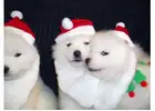 Welcome Fluffy Samoyed Puppies Into Your Illinois Family