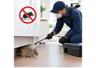 Mice Exterminator Lafayette, IN: Rodent Control Tips