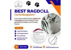 Best Ragdoll Cat in Bangalore