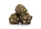 Purple Kush: Discover the Flavor and Appeal of This Popular Indica Strain