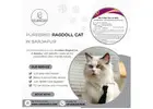 Purebred Ragdoll Cat in Sarjapur