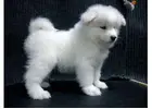 Start Your Samoyed Journey with a Trusted Breeder