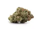 OG Shark Strain: Discover the Bold Aroma and Distinctive Appeal of This Indica Cannabis Variety in V
