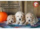 Mini Goldendoodle Puppies Indiana: Loving and Playful