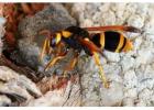 Wasp Nest Removal Services Melbourne